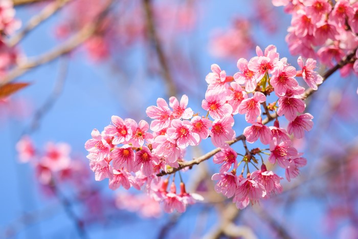 Pink Sakura Cherry Blossoms on Branches