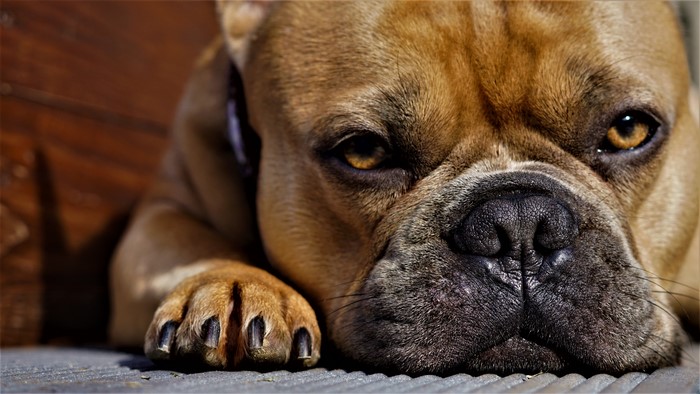 French Bulldog Closeup with Paws and Snout