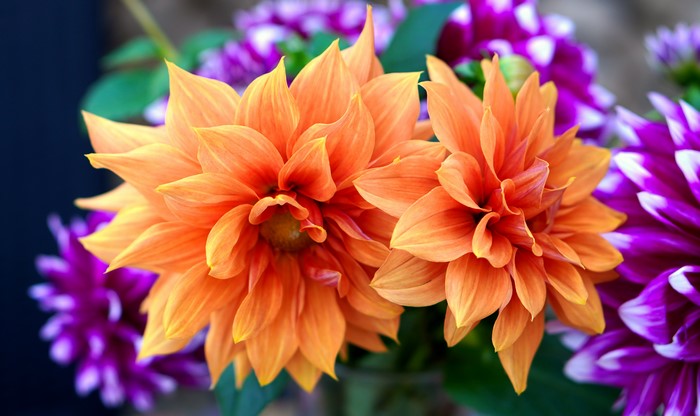 Orange and Purple Dahlias Closeup