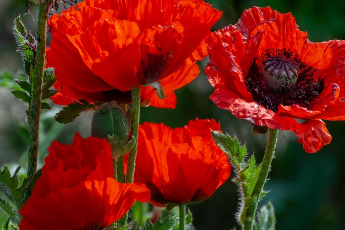 Close-up of vibrant red poppies in a garden