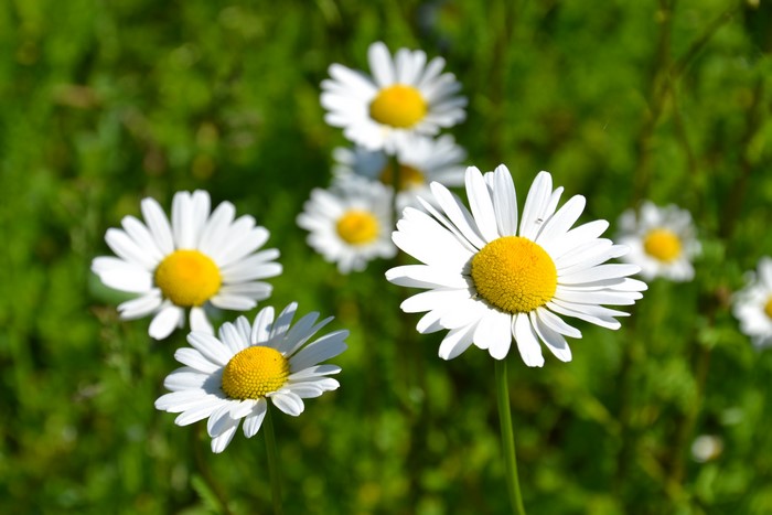 4K Camomiles Closeup