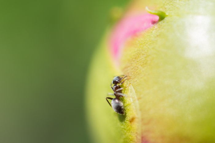 Ant on a flower bud