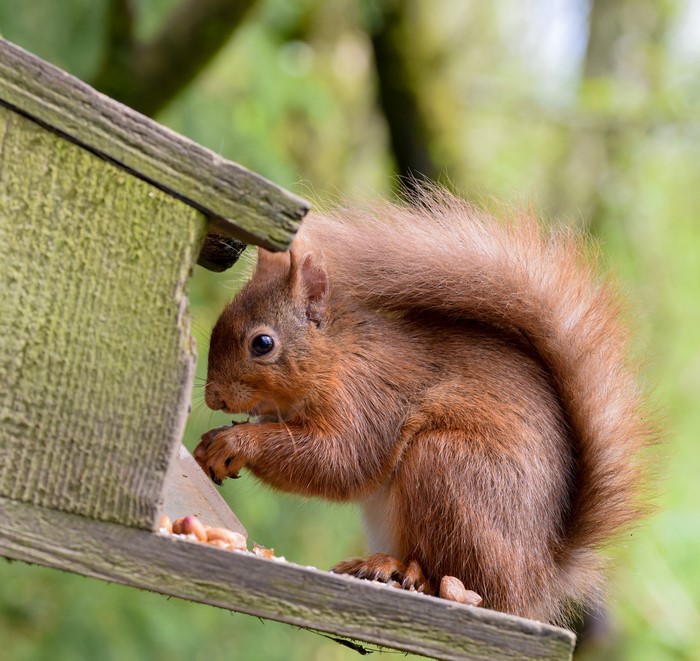 Red Squirrel Eating Nuts from Feeder