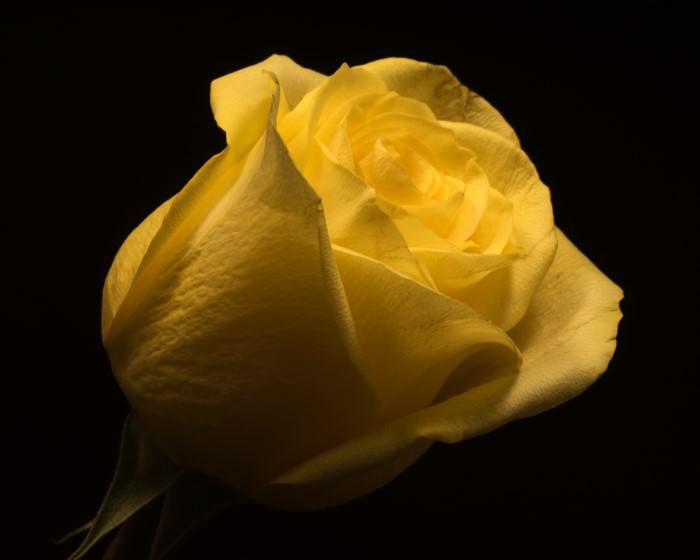 Yellow rose closeup on black background