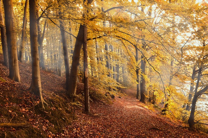 4K Autumn Forest with Golden Foliage