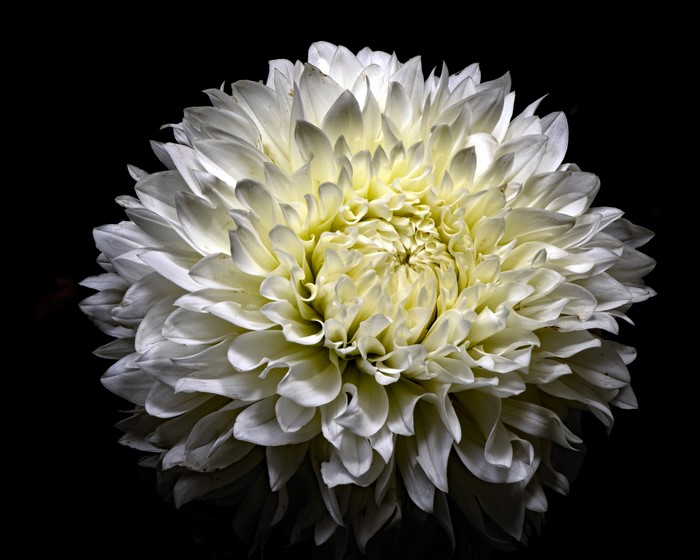 4K White Chrysanthemum on Black Background