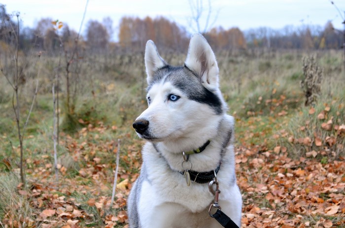 Husky dog with blue eyes in a field