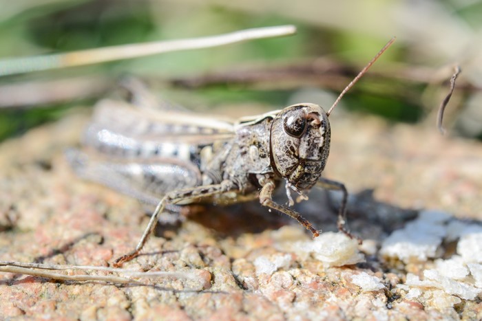 Closeup of a Grasshopper on a rock
