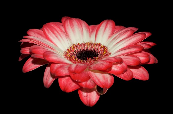 Pink and white Gerbera flower with water drop