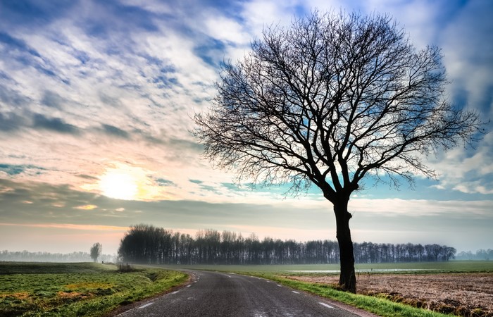 Road with a lone tree and sunrise sky