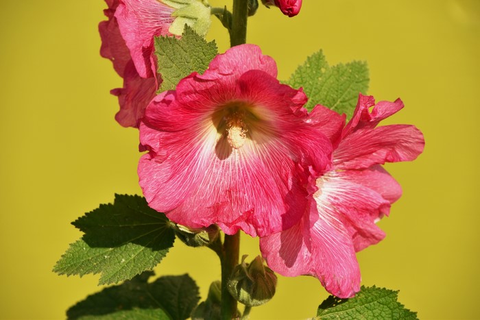 Pink Malva flowers on a yellow background