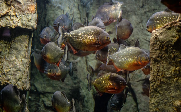 4K Piranhas Fish School