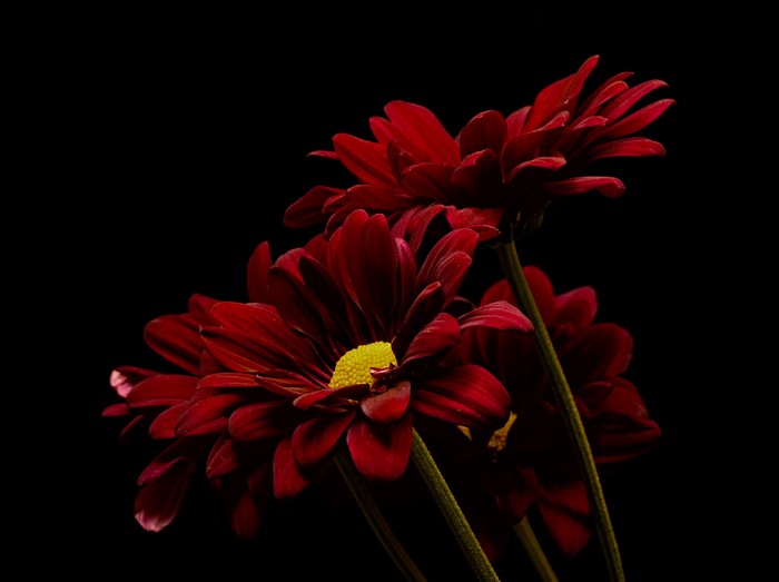 Dark Red Chrysanthemums on Black Background