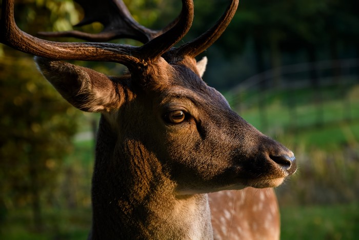 Deer with Antlers in Sunlight