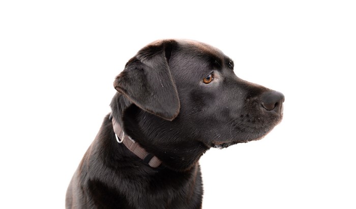 Black Labrador Retriever Dog Head Closeup
