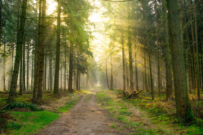 Sunlight filtering through trees on a forest path