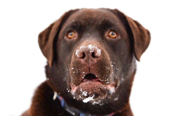 Chocolate Labrador Retriever with Snow on Snout