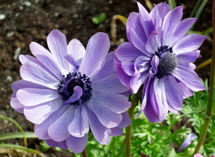 Two purple Anemone flowers with dark centers