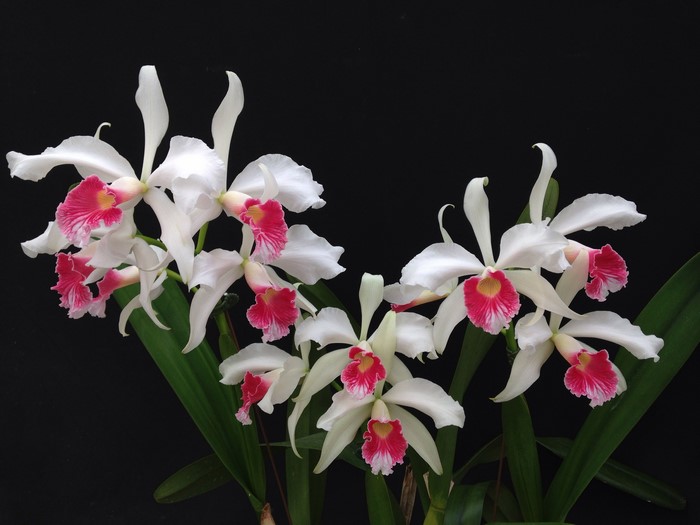 White orchids with pink centers on a black background