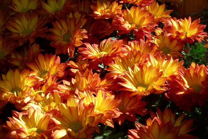 Close-up of many orange and yellow chrysanthemums
