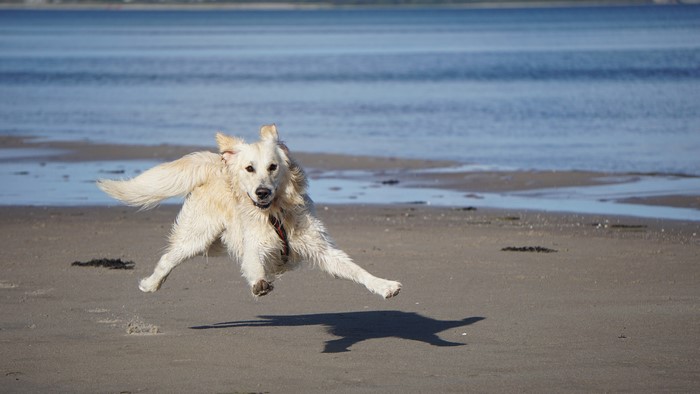 White Dog Running on Beach