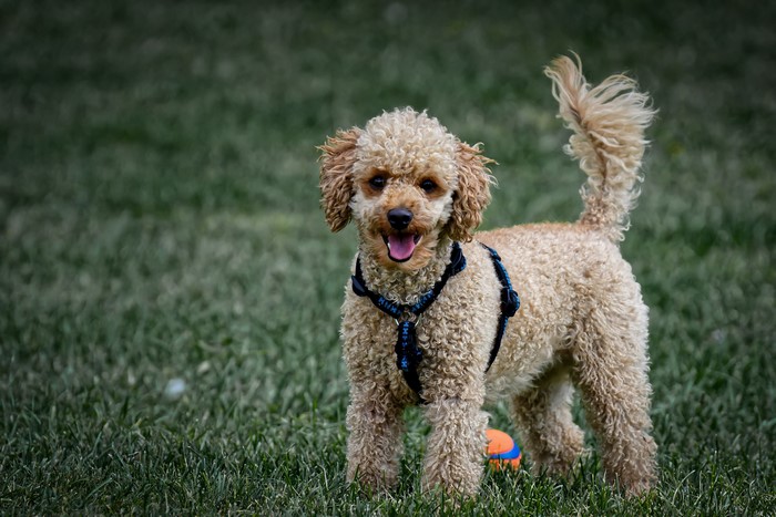 Poodle with a ball on grass