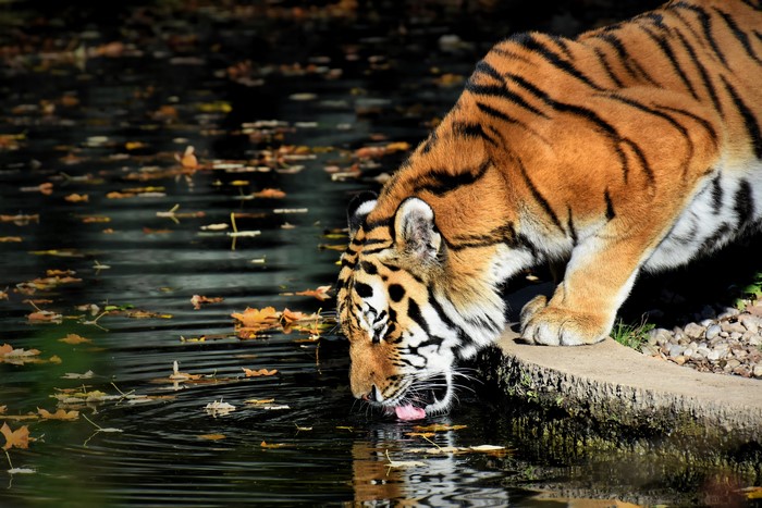 Tiger drinking water with fallen leaves