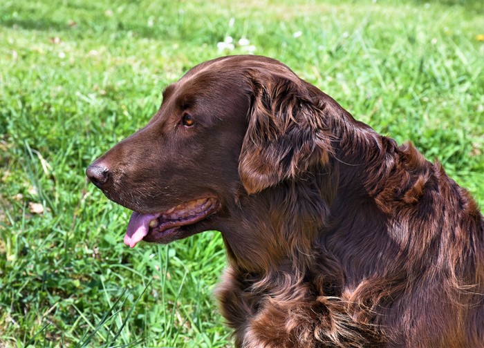 Brown Flat-Coated Retriever Dog in Profile