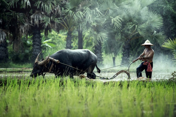 Farmer plowing field with buffalo and plow