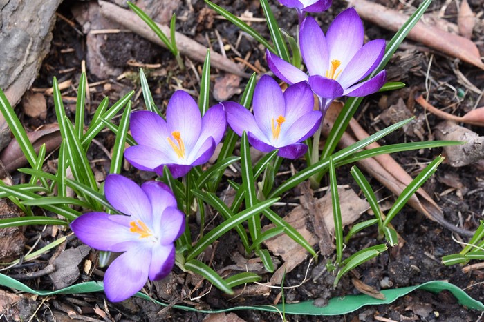 4K Crocuses Closeup
