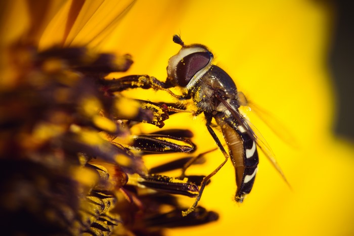 Macro shot of a hoverfly on a yellow flower