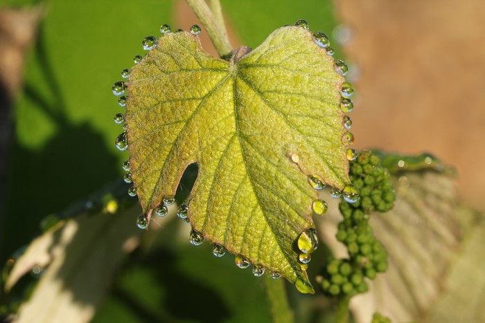 Grape leaf with dew drops and unripe grapes