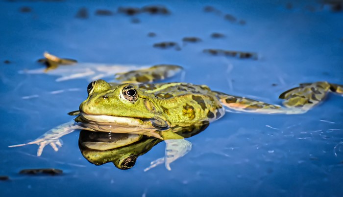Frog swimming in blue water