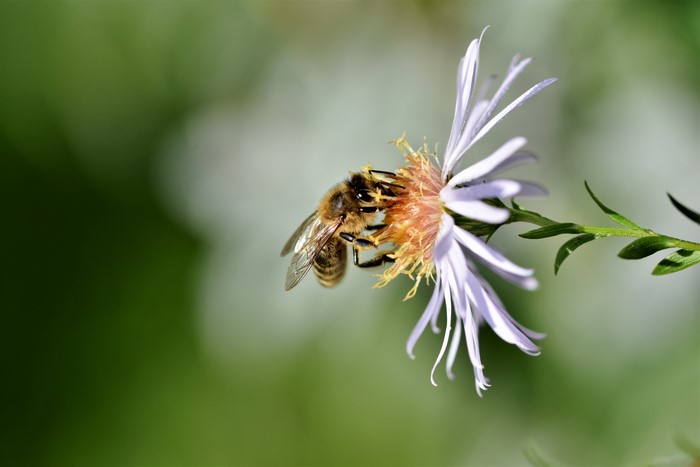 Bee on a flower with bokeh