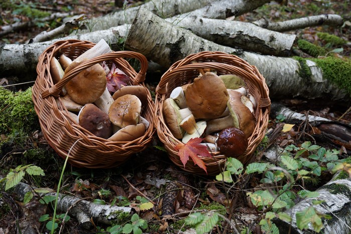 Mushrooms in wicker baskets in nature