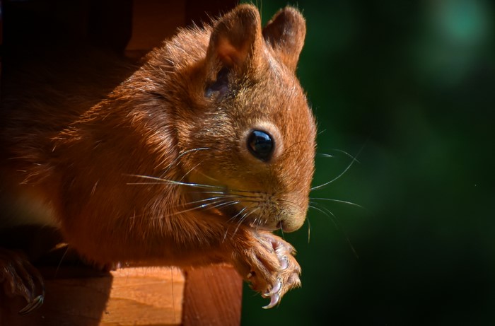 Red squirrel eating in a wooden feeder