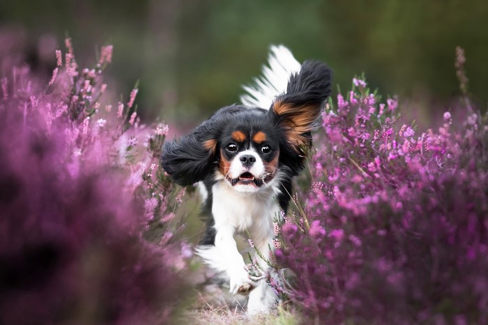 Cavalier King Charles Spaniel running through heather