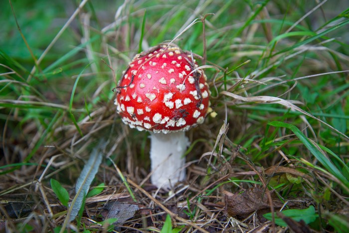 Amanita mushroom in grass