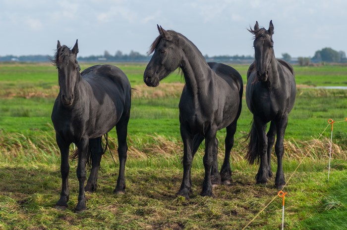 Three Black Horses in a Grassy Field
