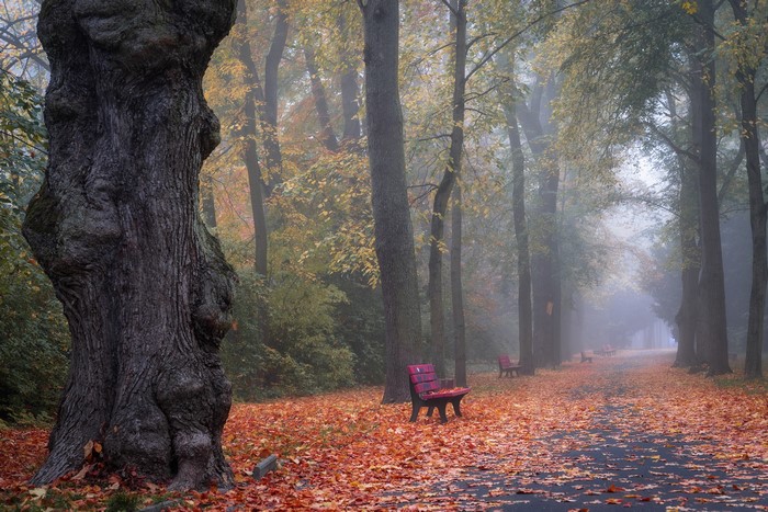 Autumn park avenue with fog and fallen leaves