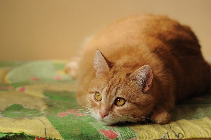 Ginger cat lying on a patterned blanket