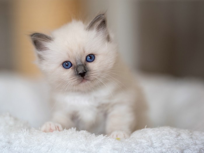 White Birman Kitten with Blue Eyes
