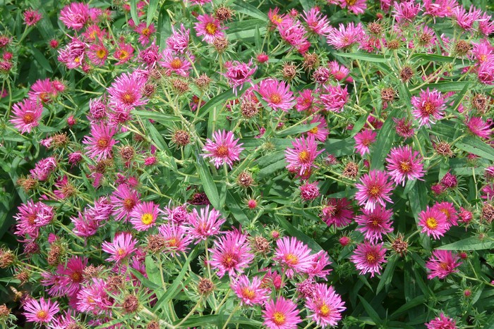 Many pink asters in bloom