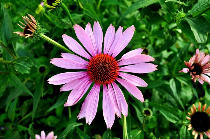 Purple Coneflower (Echinacea purpurea) in bloom