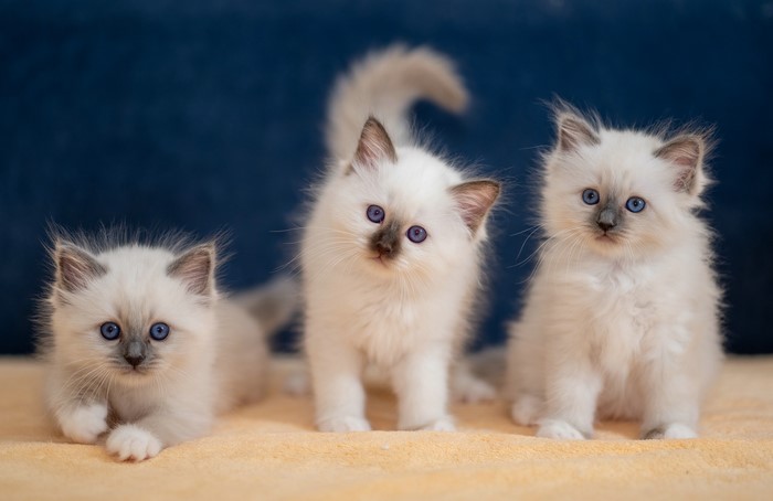 Three fluffy Birman kittens with blue eyes