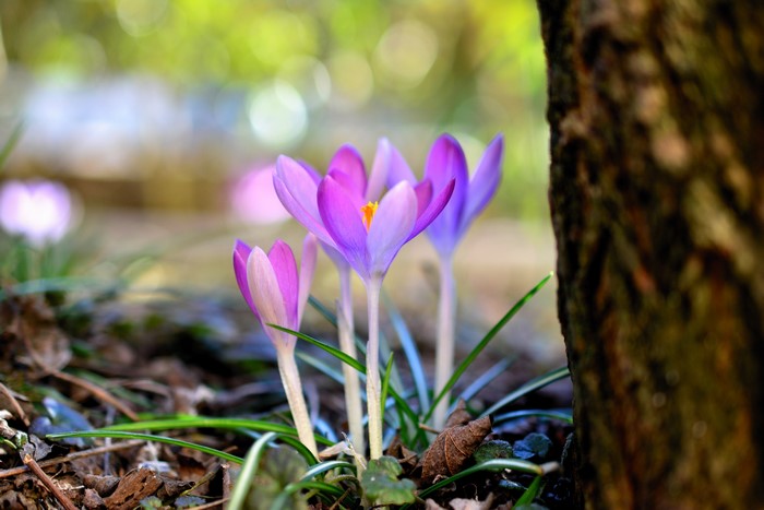 Spring Crocuses with Bokeh and Tree Bark