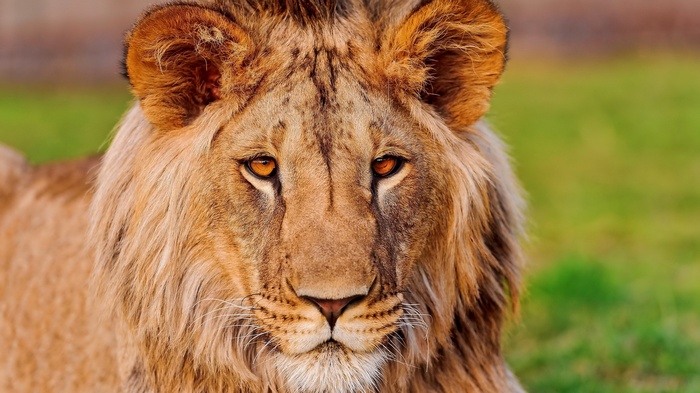 Close-up of a young male lion's face