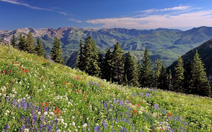Wildflowers on a mountain slope with pine trees and distant mountains
