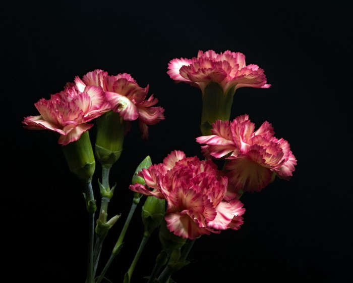 Pink and white carnations on a black background
