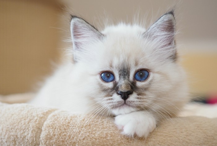 White Birman kitten with blue eyes